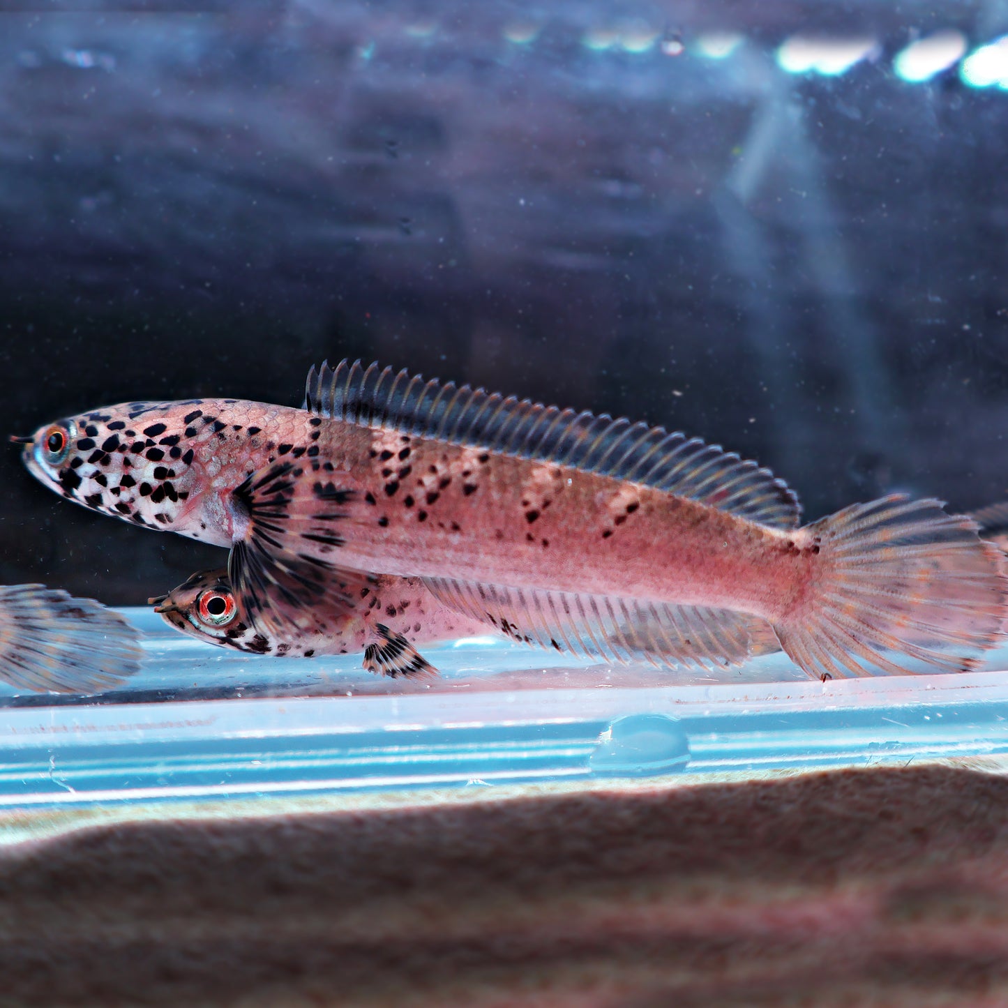Channa Limbata Granit