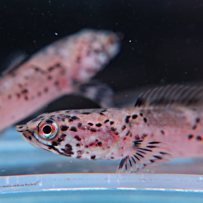 Channa Limbata Granit