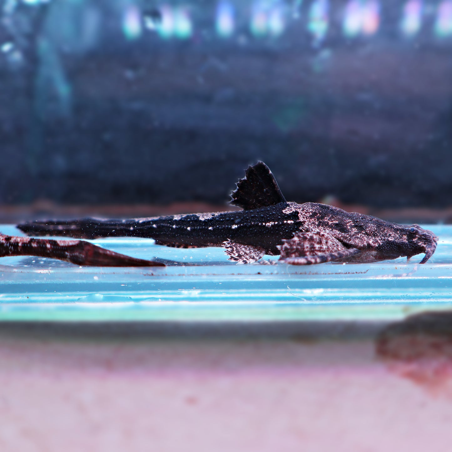 Poisson Banjo - Bunocephalus coracoideus