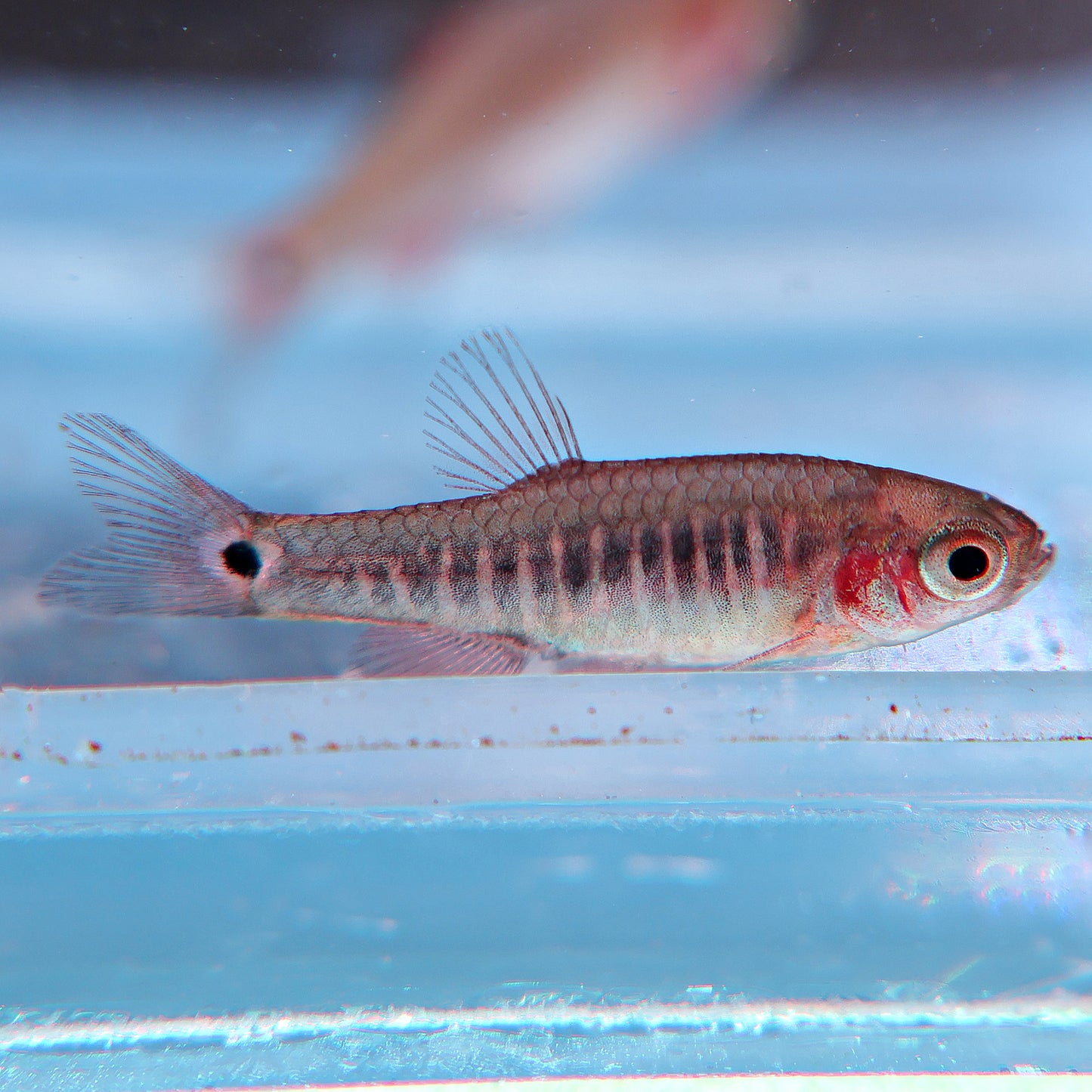 Danio émeraude