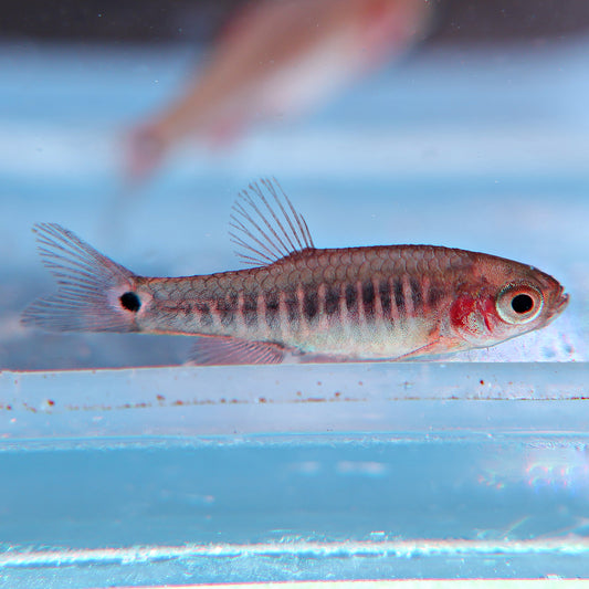 Danio émeraude