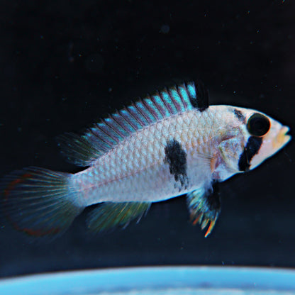 Apistogramma pandurini (le couple)