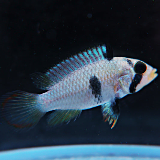 Apistogramma pandurini (le couple)