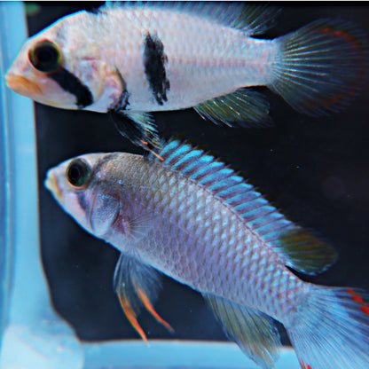 Apistogramma pandurini (le couple)