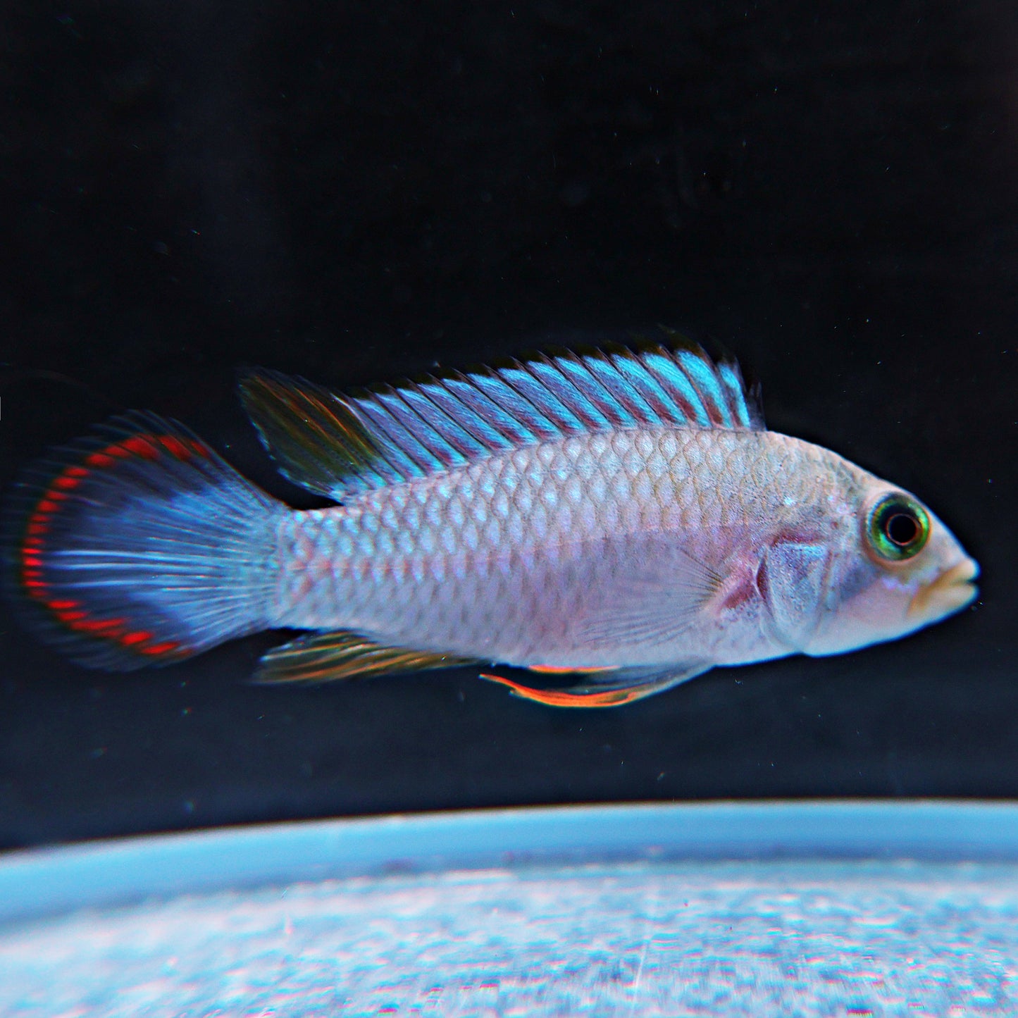Apistogramma pandurini (le couple)