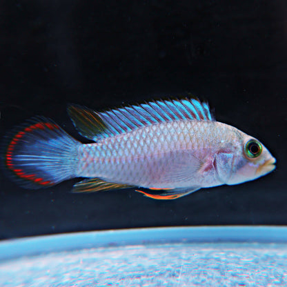 Apistogramma pandurini (le couple)