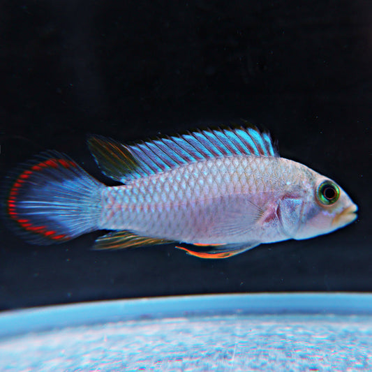 Apistogramma pandurini (le couple)