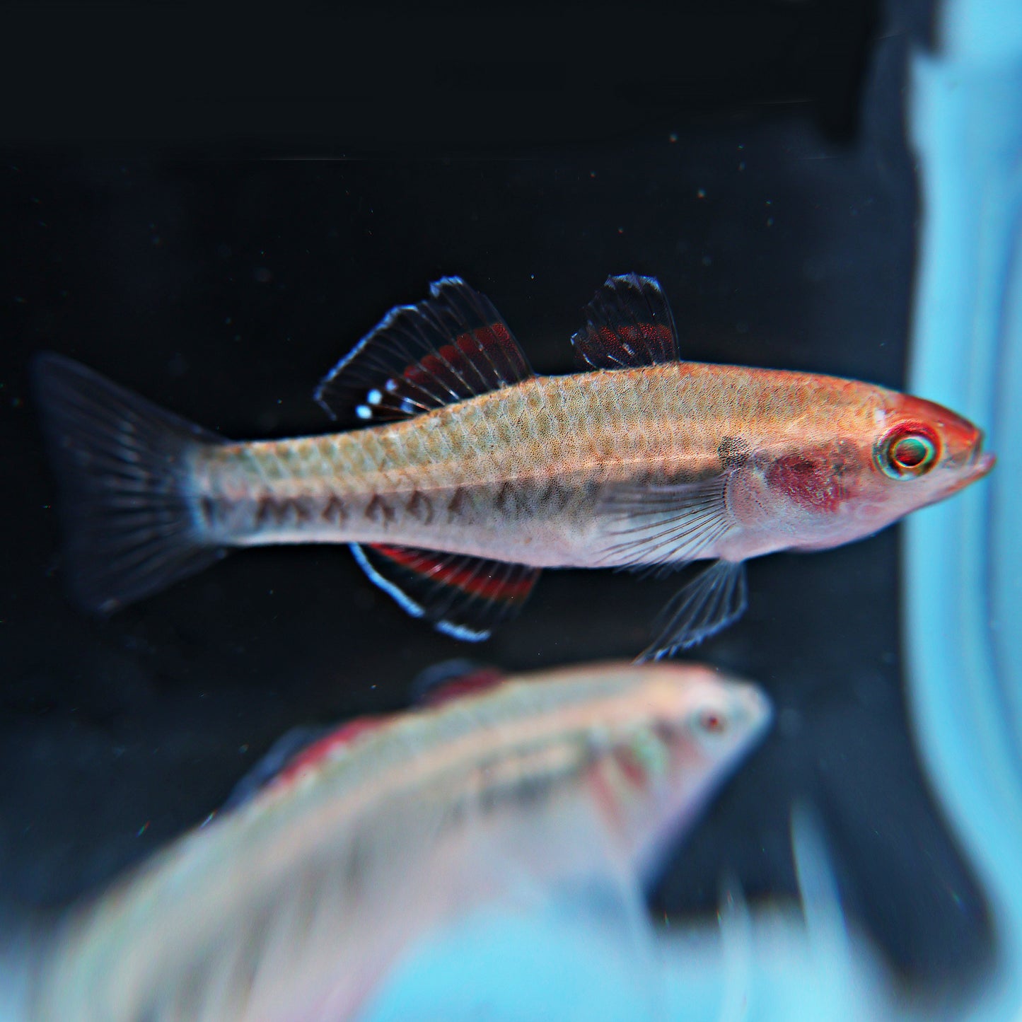 Goujon impérial : Hypseleotris compressa