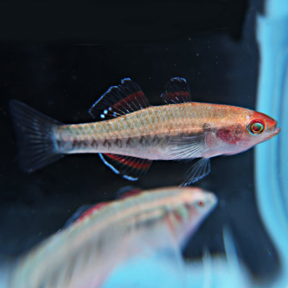 Goujon impérial : Hypseleotris compressa