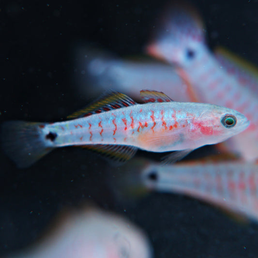 Tateurndina Ocellicauda