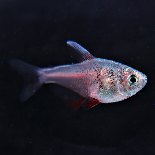 Tetra flamme