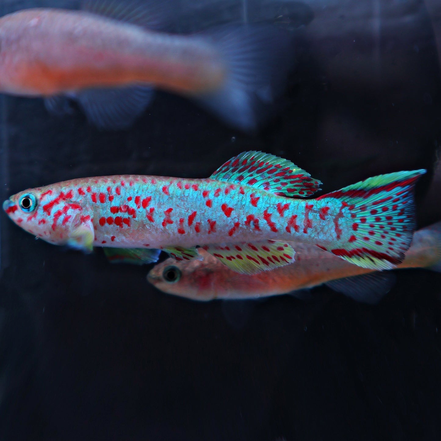 Fundulopanchax gardneri (le couple)