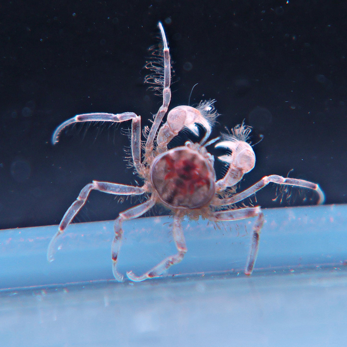 Micro crabe Limnopilos naiyanetri