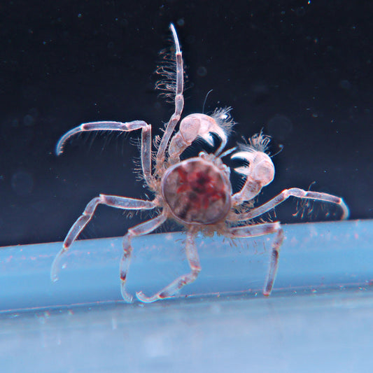 Micro crabe Limnopilos naiyanetri