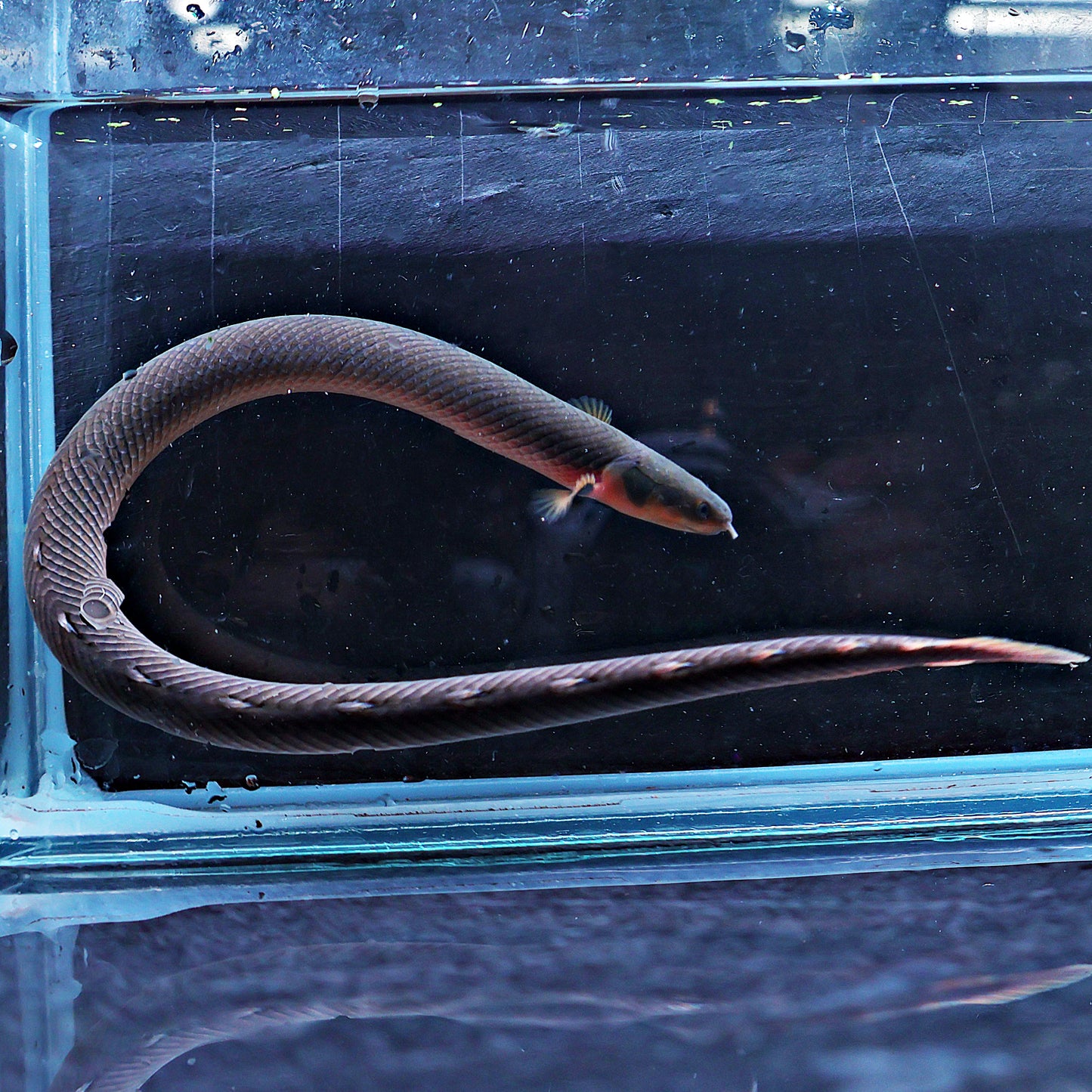 Erpetoichthys calabaricus - Poisson Roseau