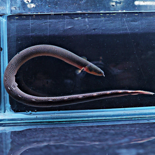 Erpetoichthys calabaricus - Poisson Roseau
