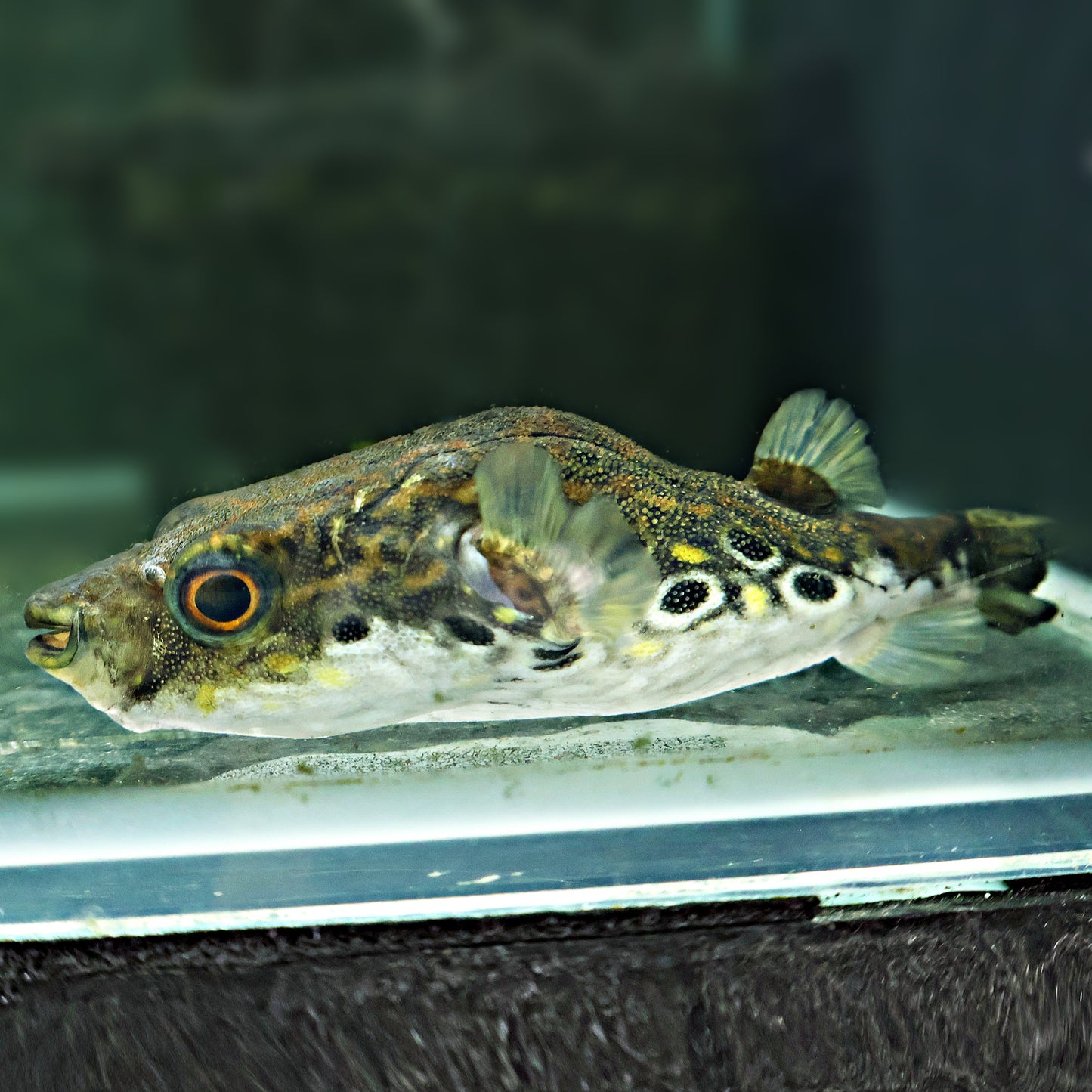Pao palembangensis