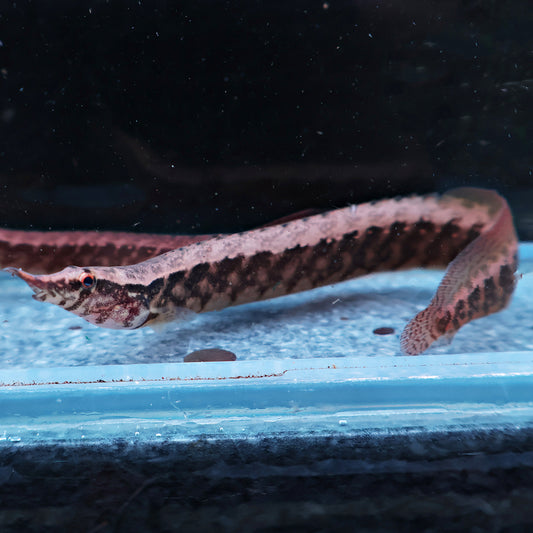 Mastacembelus circumcinctus 8-10cm