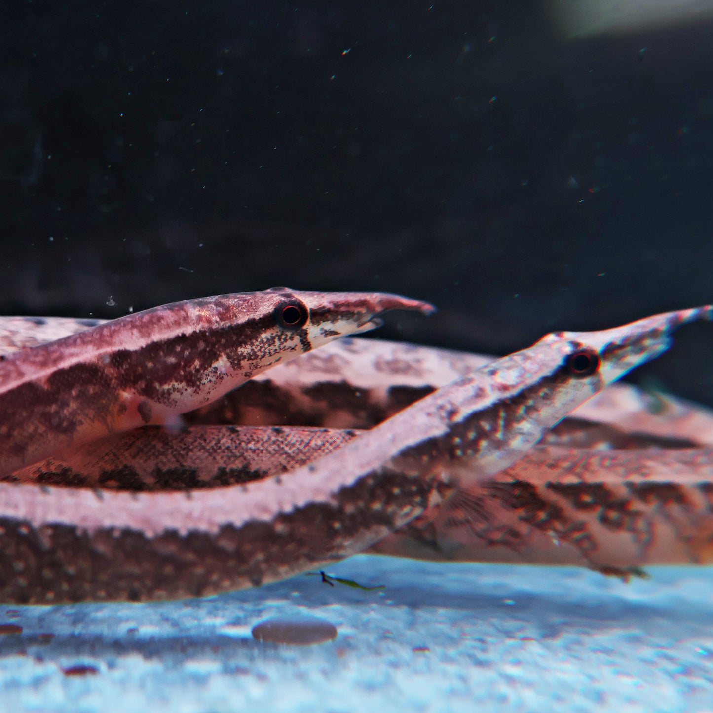 Mastacembelus circumcinctus 8-10cm