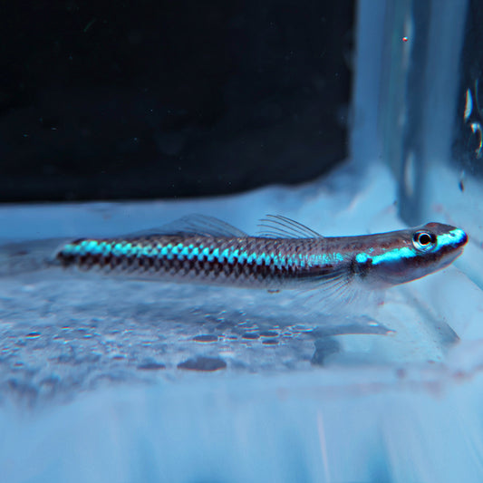 Stiphodon undio bleu