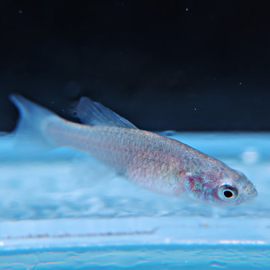 Nothobranchius Korthausae - Couple