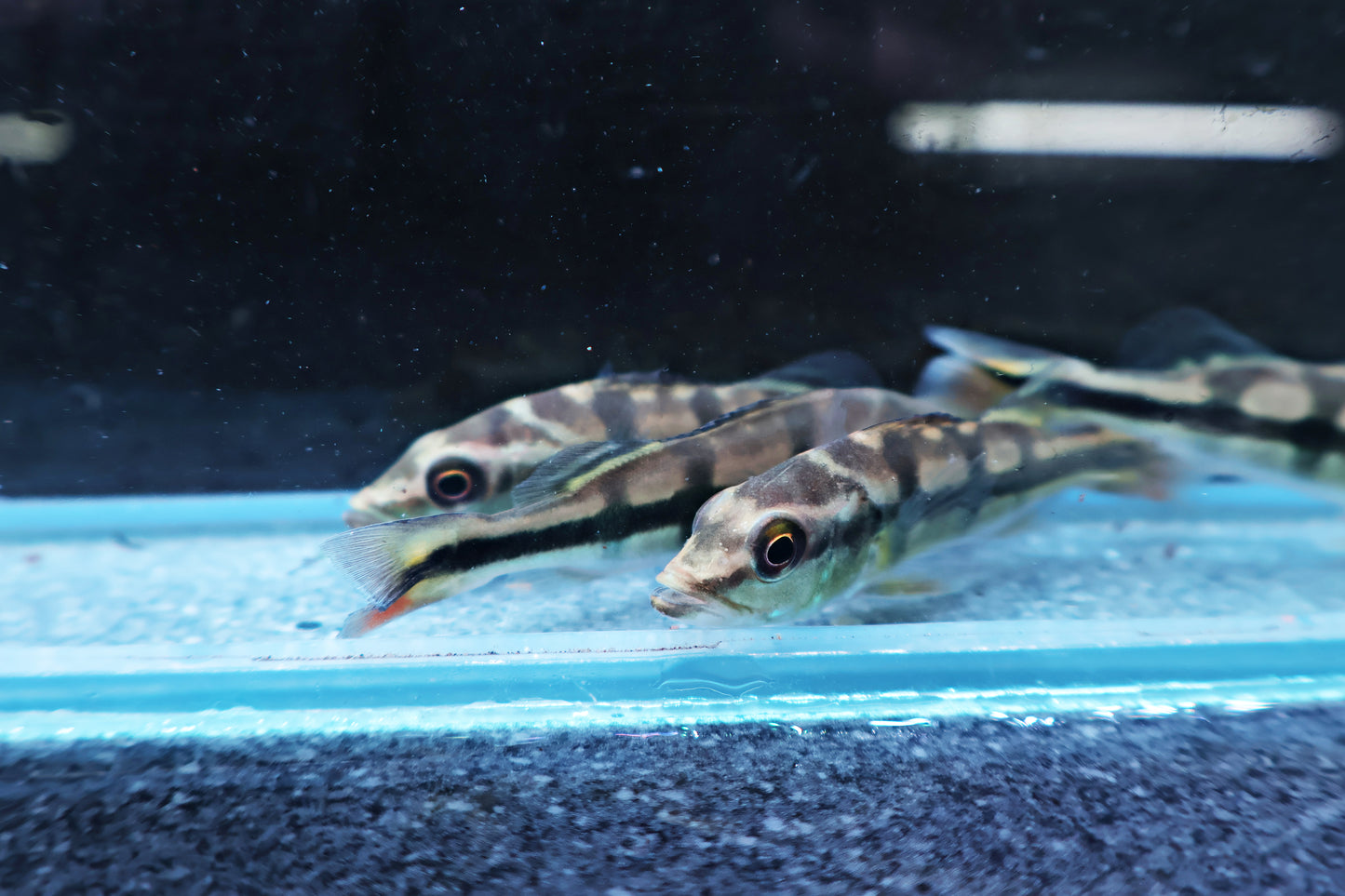Peacock Bass Cichla Brokopondo 6-7cm
