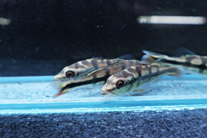 Peacock Bass Cichla Brokopondo 6-7cm