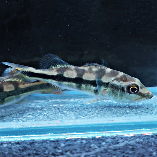Peacock Bass Cichla Brokopondo 6-7cm