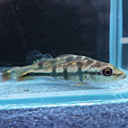 Peacock Bass : Cichla Monoculus 6-7cm