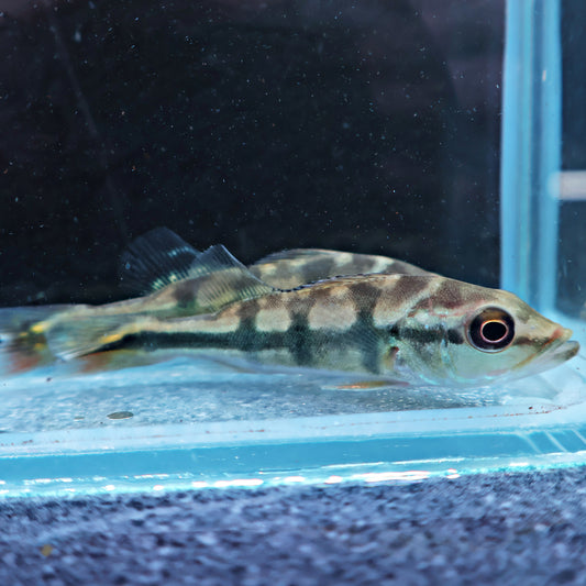 Peacock Bass : Cichla Monoculus 6-7cm