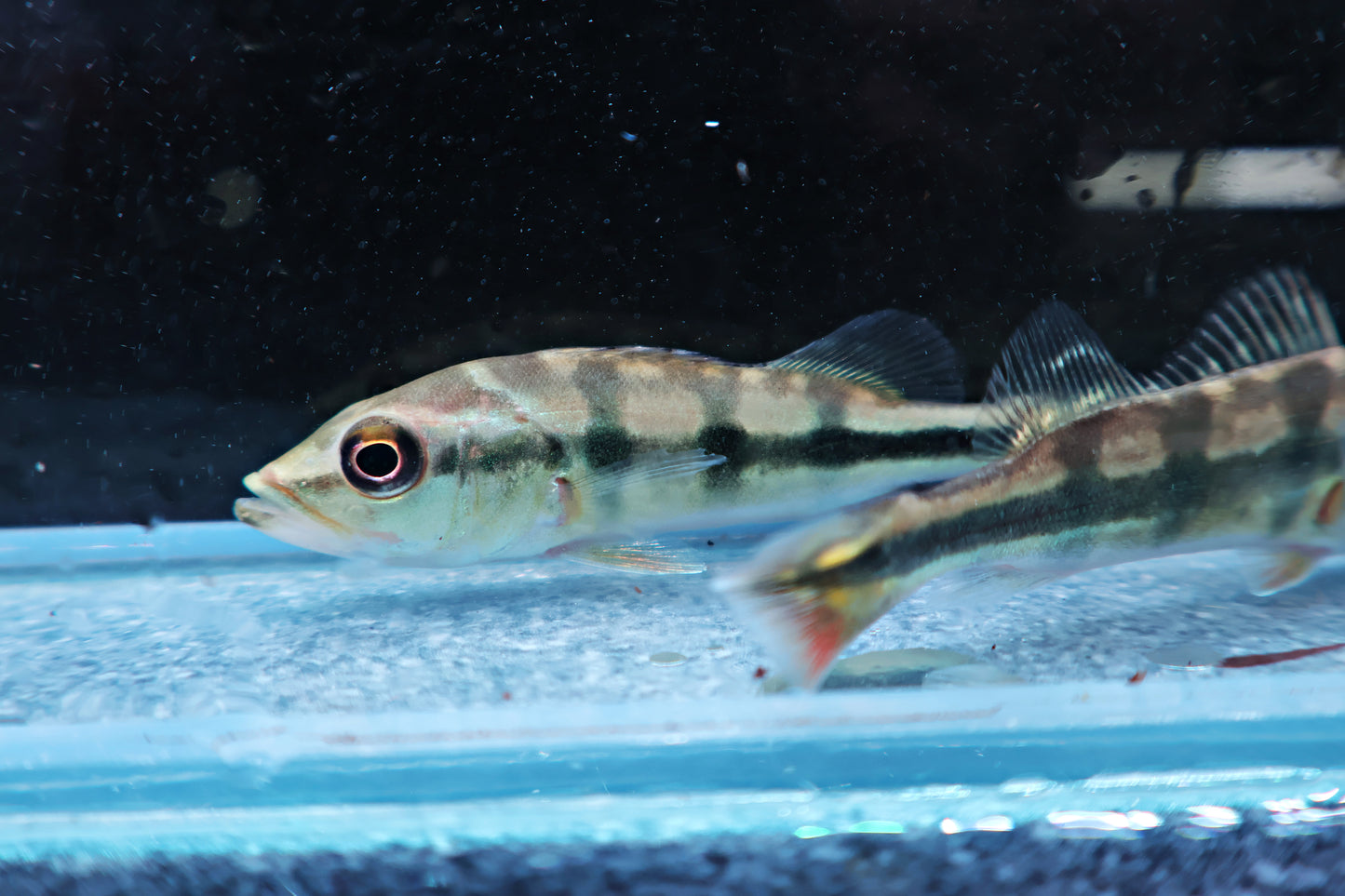Peacock Bass : Cichla Monoculus 6-7cm