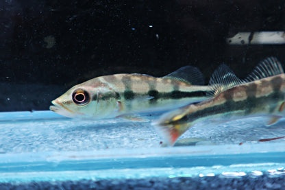 Peacock Bass : Cichla Monoculus 6-7cm