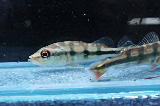Peacock Bass : Cichla Monoculus 6-7cm