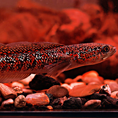 Channa Asiatica Super Red 