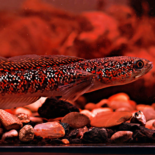 Channa Asiatica Super Red 