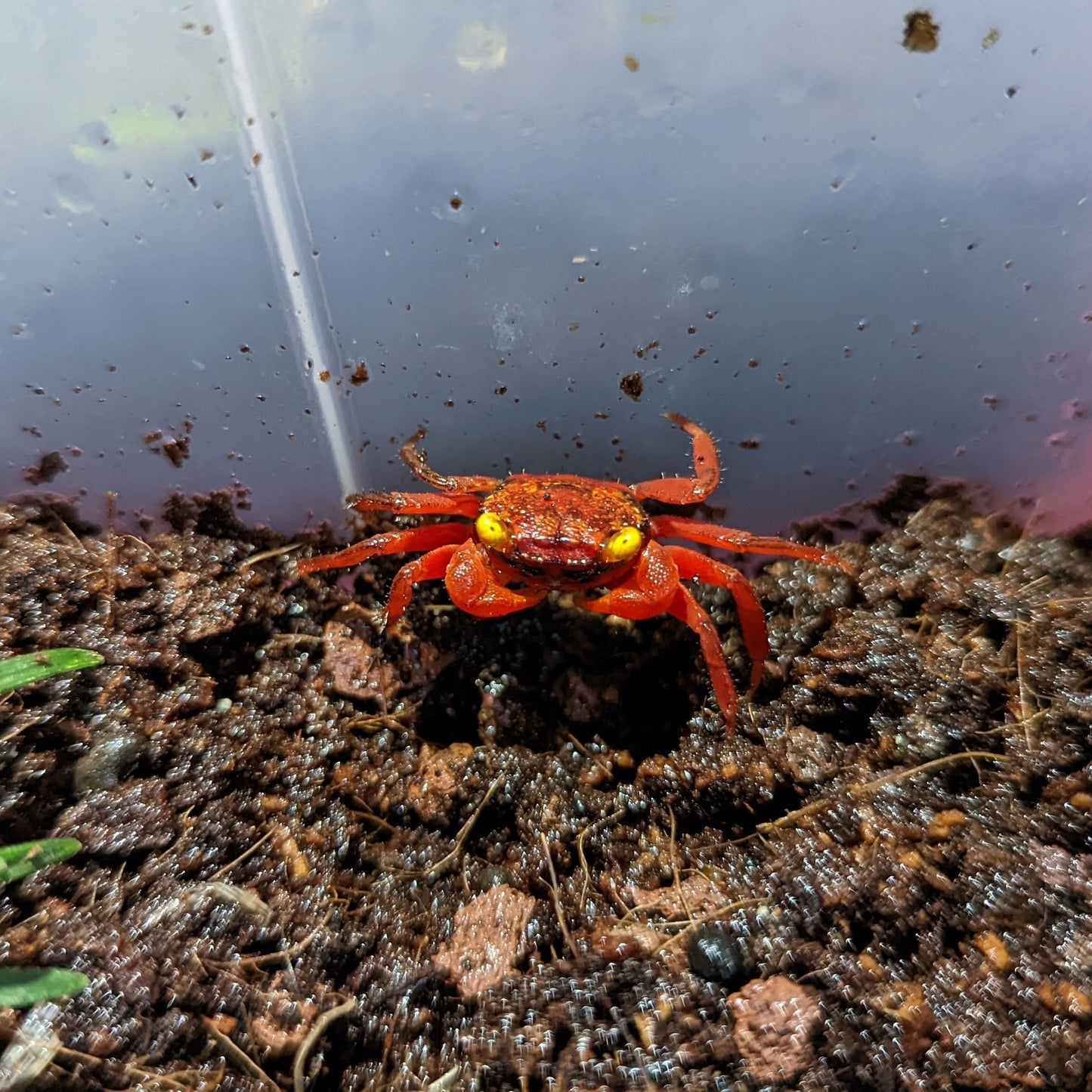 Crabe Vampire red tomato (non sexé)