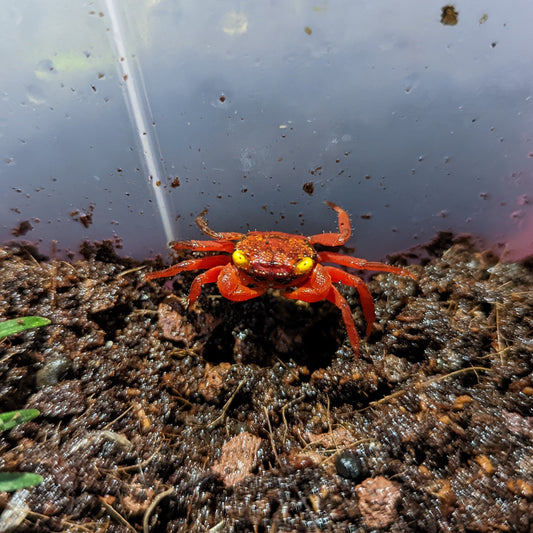 Crabe Vampire red tomato (non sexé)