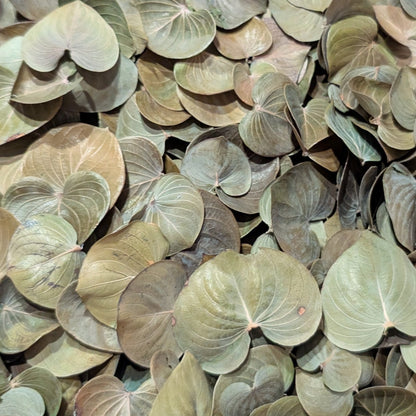 Feuilles de Coraçao