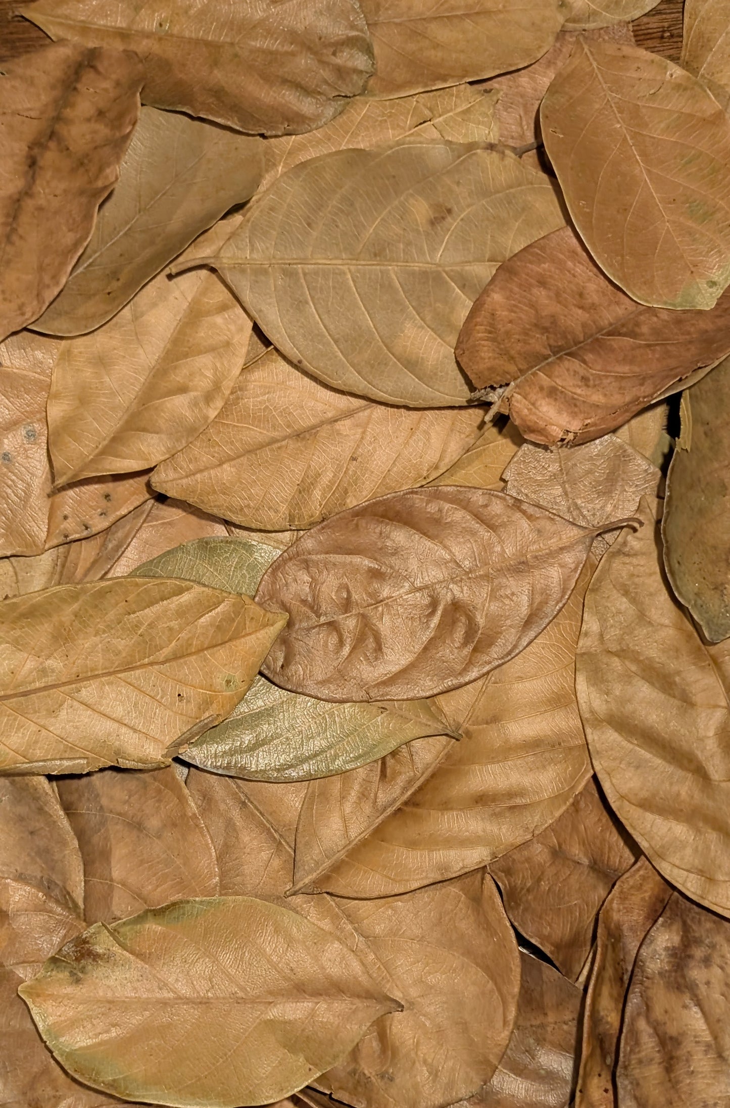 Feuilles de jacquier