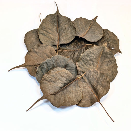 Feuilles de Peepal