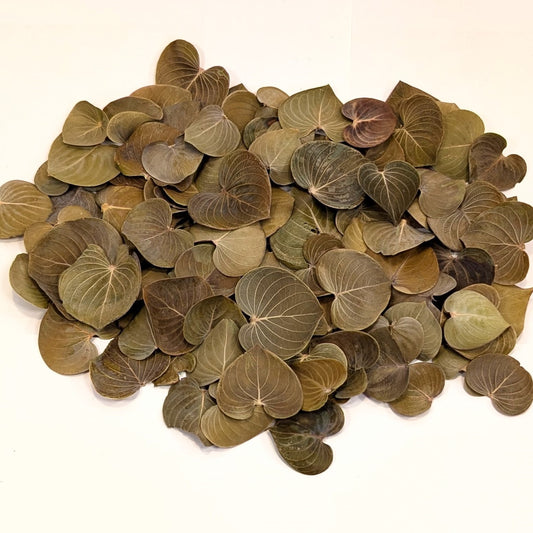 Feuilles de Coraçao