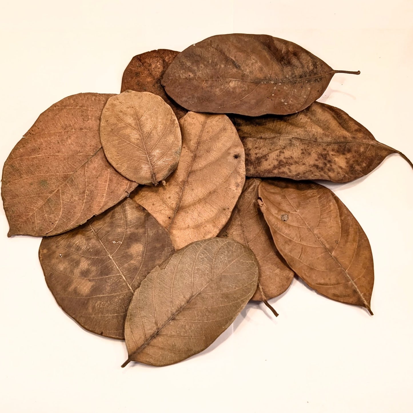 Feuilles de jacquier