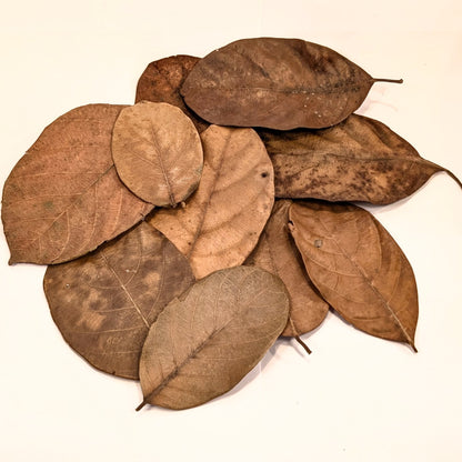 Feuilles de jacquier