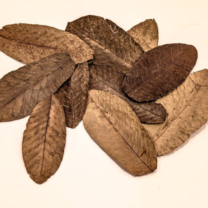 Feuilles de goyavier