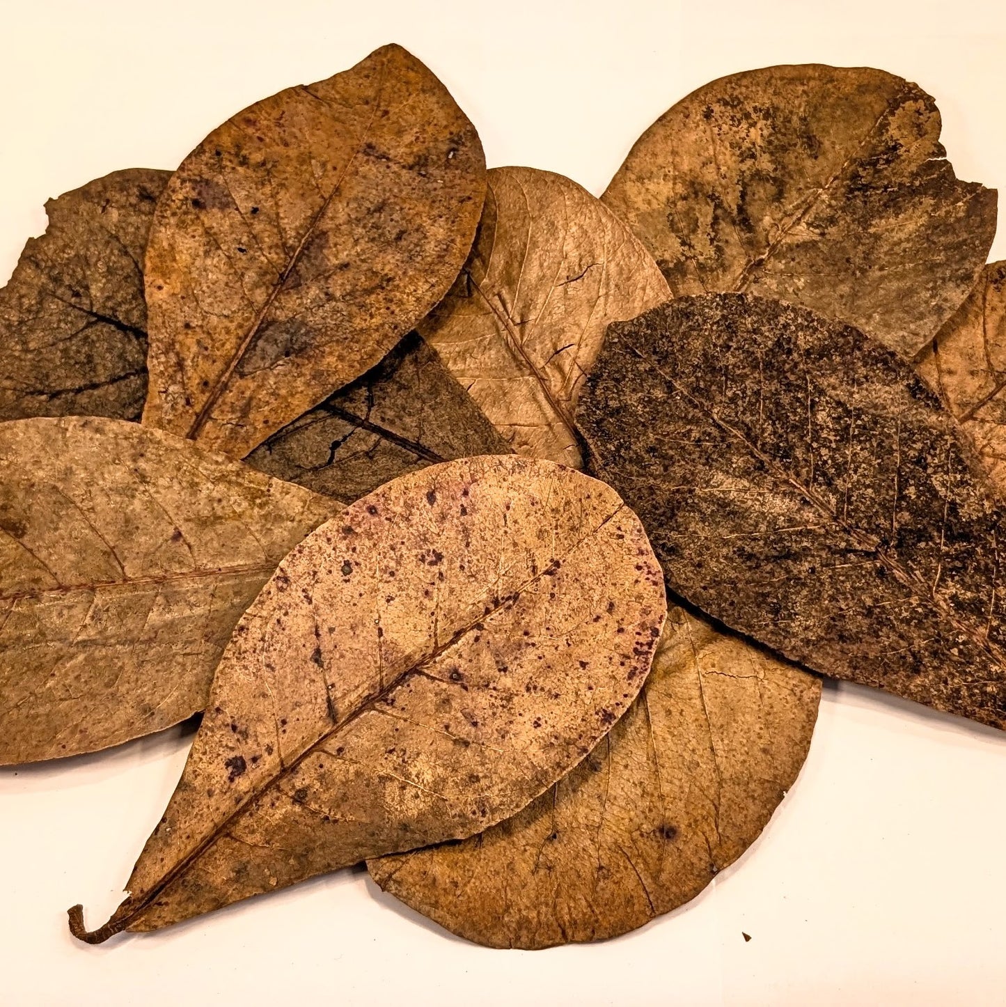 Feuilles de catappa
