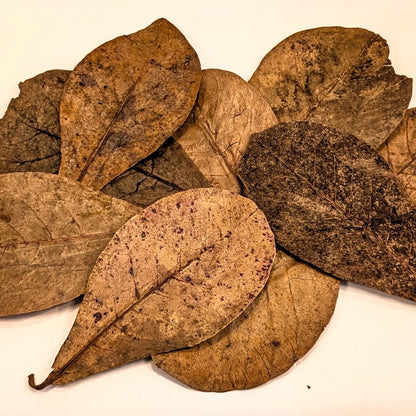 Feuilles de catappa