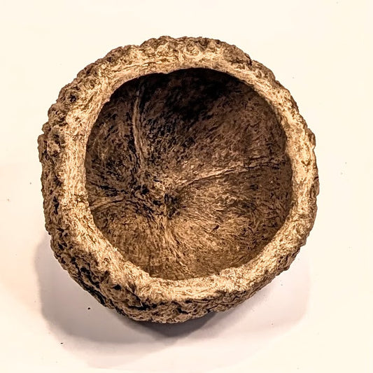 Noix d'ourico