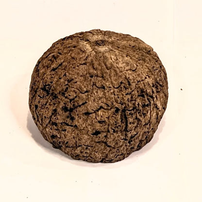 Noix d'ourico