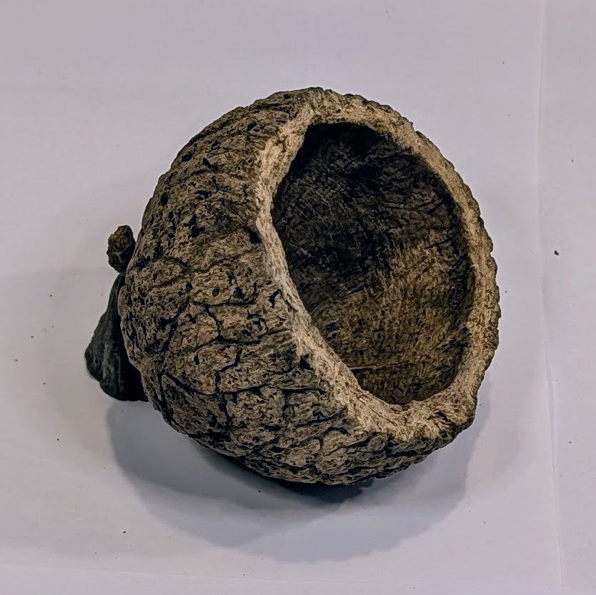 Noix d'ourico