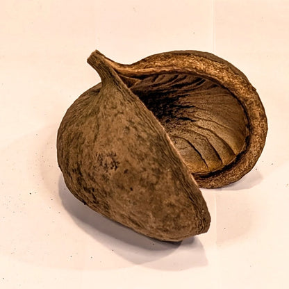 Noix de bouddha